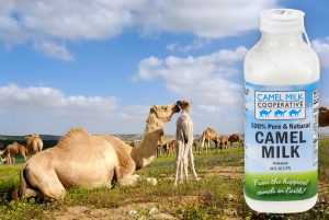 Pure and natural Camel milk