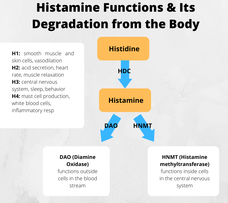 Histamine functions and degradation from the body