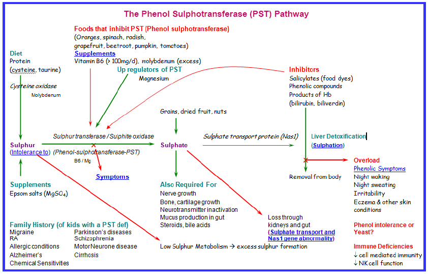Phenol Sulphotransferase (PST) Pathway - a key pathway related to salicylate intolerance